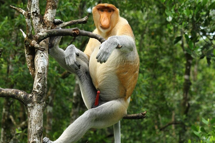 Day Trip Sepilok Orang Utan & Proboscis Monkey (Flight Excluded)