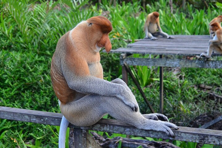 Day Trip Sepilok Orang Utan & Proboscis Monkey (Flight Excluded)
