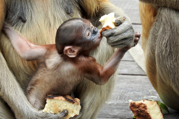 Day Trip Sepilok Orang Utan & Proboscis Monkey (Flight Excluded)