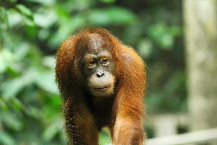 Day Trip Sepilok Orang Utan & Bornean Sun Bear (Flight Excluded)