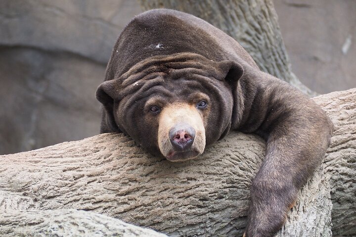 Day Trip Sepilok Orang Utan & Bornean Sun Bear (Flight Excluded)