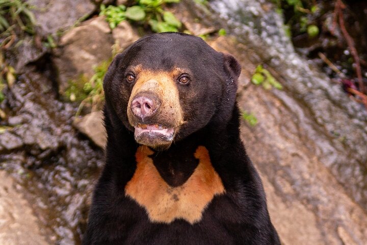 Day Trip Sepilok Orang Utan & Bornean Sun Bear (Flight Excluded)
