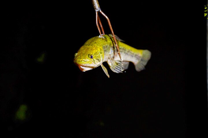 Taste of the Amazon Jungle 3D-2N-A Amazon Tapiri Floating Lodge