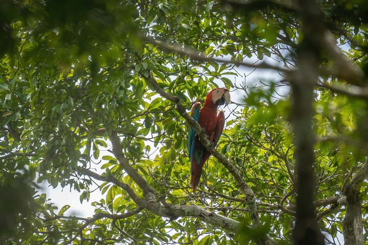 Taste of the Amazon Jungle 3D-2N-A Amazon Tapiri Floating Lodge