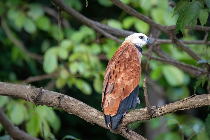 Amazon Adventure Trip 4D/3N at Tapiri Anavilhanas Lodge