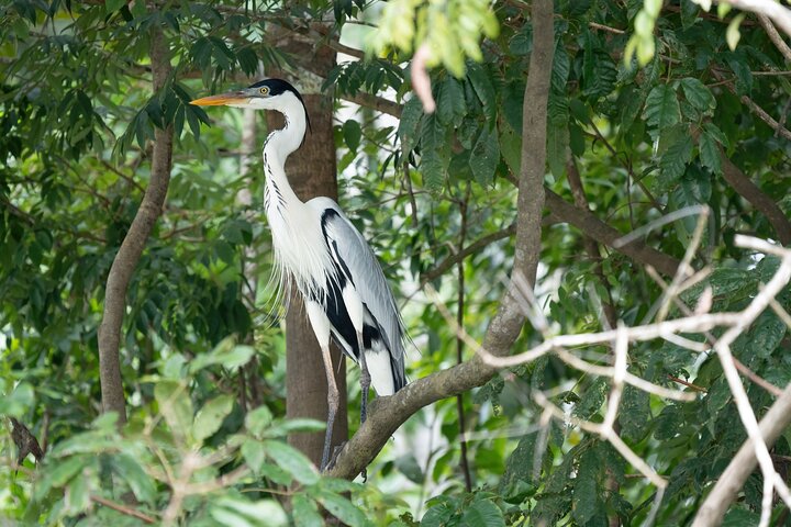 Amazon Adventure Trip 4D/3N at Tapiri Anavilhanas Lodge