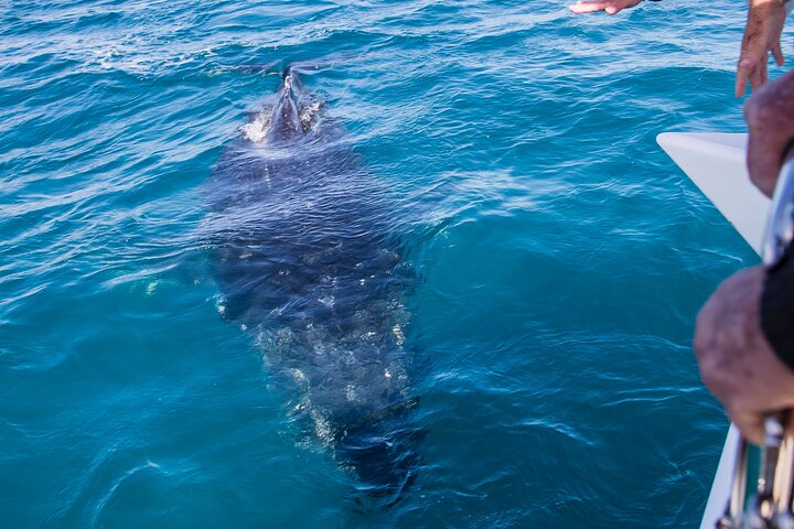 Freedom Whale Watch Cruise - Hervey Bay