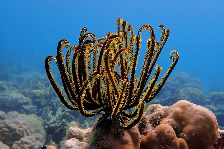 Scuba Diving in Siargao for Beginners