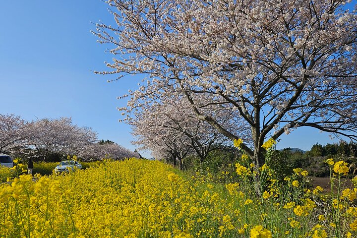 Private Tour South and West Jeju Island with Experienced Driver