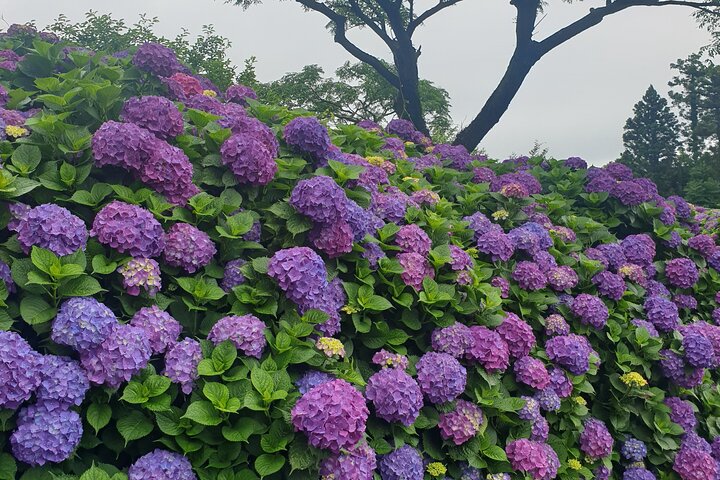 Private Tour South and West Jeju Island with Experienced Driver