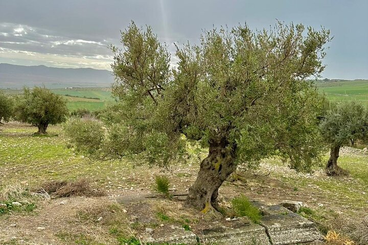 DAY TRIP TO Dougga & Bulla Regia , DEPARTURE FROM Tunis