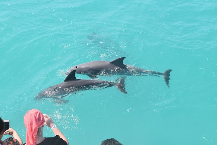 All-Inclusive Sandbar Safari with Dolphin Playground Encounter