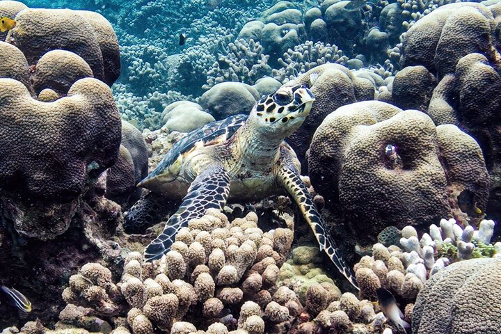 Aquanauts Outing Boat Hiking Palmée Coral Discovery