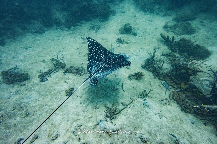 Aquanauts Outing Boat Hiking Palmée Coral Discovery