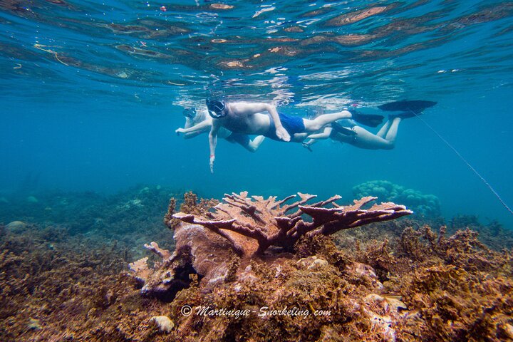 Aquanauts Outing Boat Hiking Palmée Coral Discovery