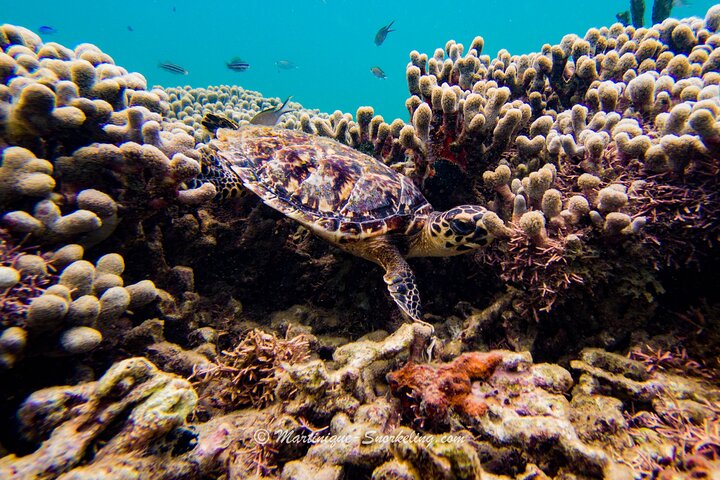 Aquanauts Outing Boat Hiking Palmée Coral Discovery