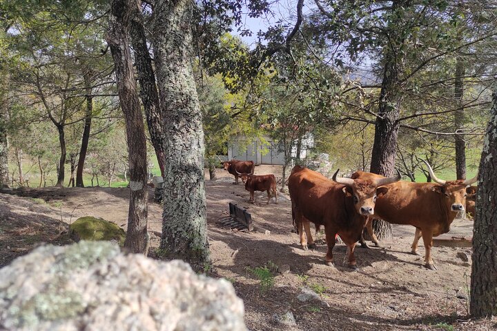 Breathtaking Nature in Gerês Park - Private tour from Porto