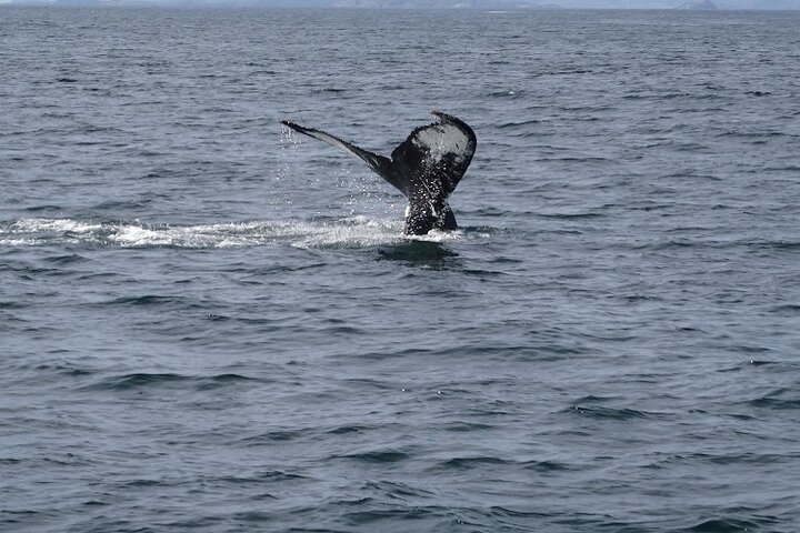 Best of St. John’s Small Group Tour with Cape Spear & Signal Hill