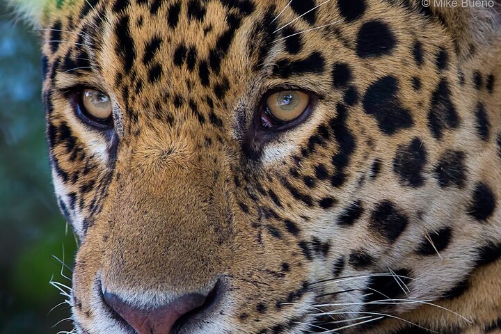 6 Days Pantanal and Jaguar Safari departing from Cuiaba
