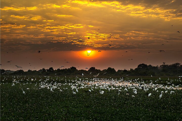 6 Days Pantanal and Jaguar Safari departing from Cuiaba