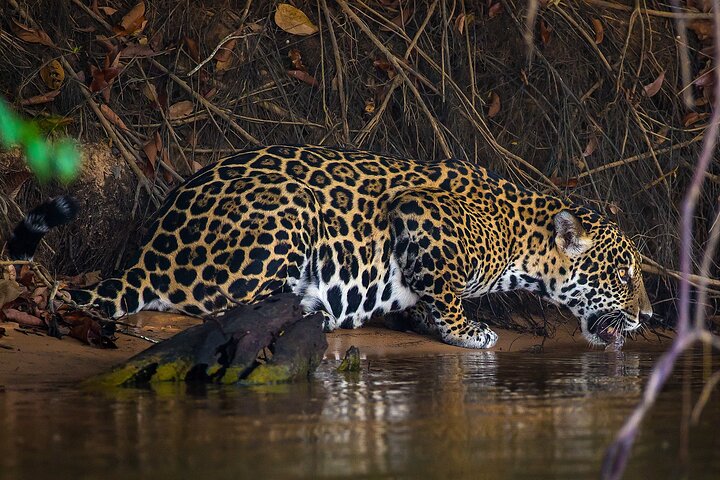 6 Days Pantanal and Jaguar Safari departing from Cuiaba