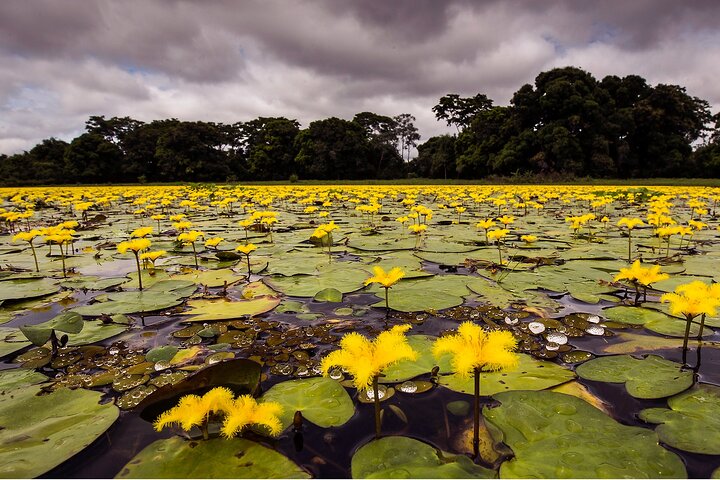 6 Days Pantanal and Jaguar Safari departing from Cuiaba