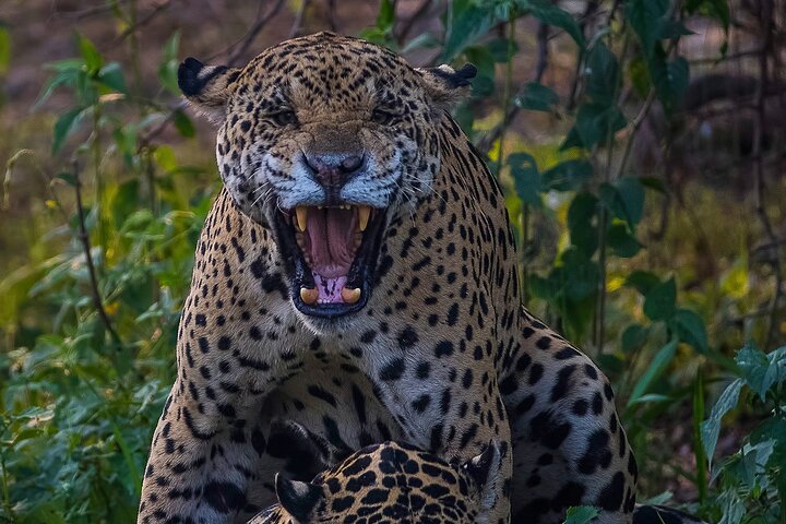 6 Days Pantanal and Jaguar Safari departing from Cuiaba
