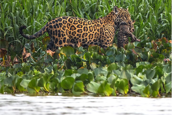 6 Days Pantanal and Jaguar Safari departing from Cuiaba