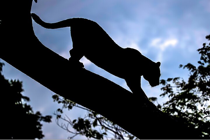 6 Days Pantanal and Jaguar Safari departing from Cuiaba