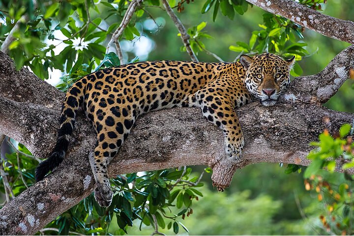 6 Days Pantanal and Jaguar Safari departing from Cuiaba