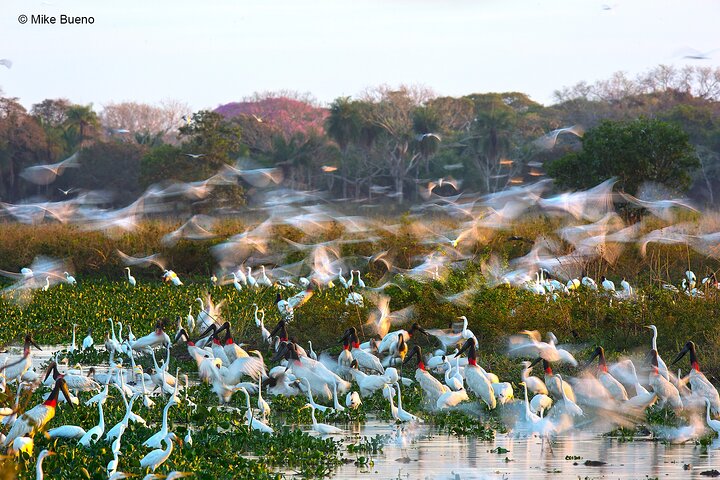 6 Days Pantanal and Jaguar Safari departing from Cuiaba