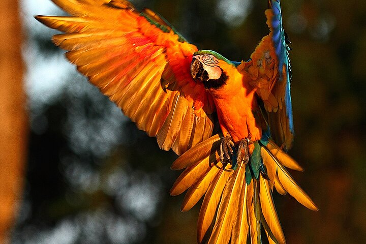 6 Days Pantanal and Jaguar Safari departing from Cuiaba