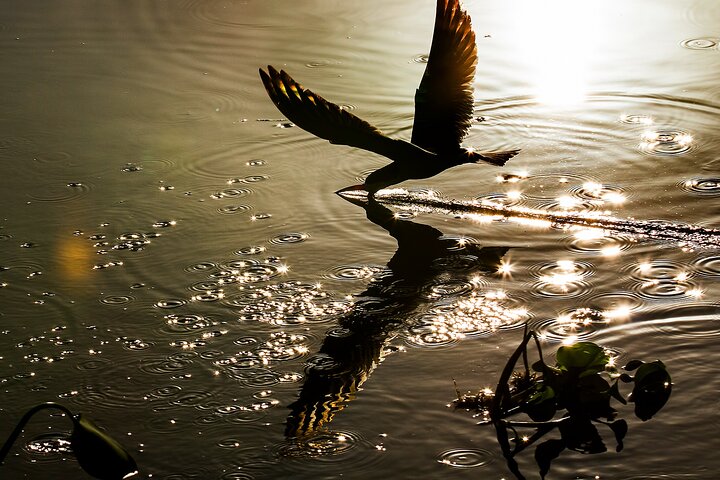6 Days Pantanal and Jaguar Safari departing from Cuiaba
