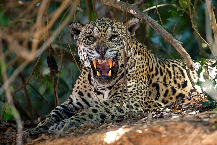 6 Days Pantanal and Jaguar Safari departing from Cuiaba