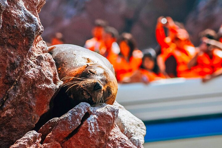 Day Tour From Lima: Paracas, Huacachina, Pisco Vineyard & Sunset