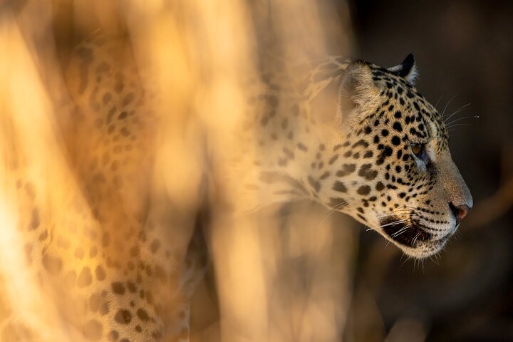 3 day Pantanal Wildlife Tour from Cuiaba with Accommodation