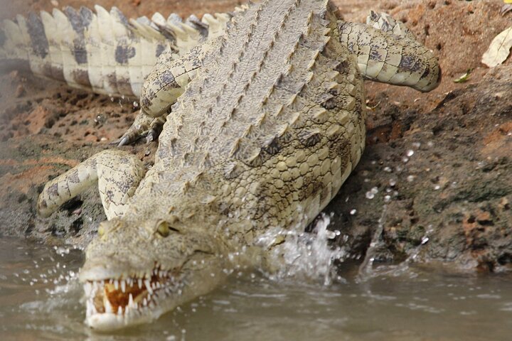 Nyerere Game Reserve: Boat Safari on the Rufiji River