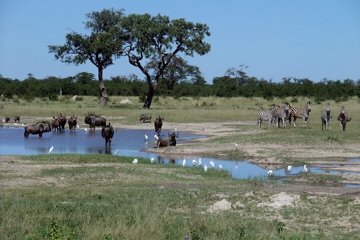 Chobe Full Day Trip From Victoria Falls