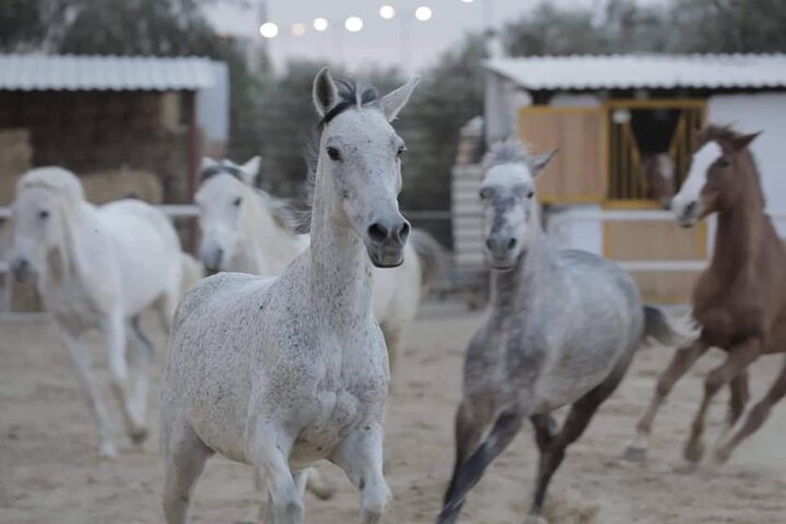 Horseback riding with private transfer