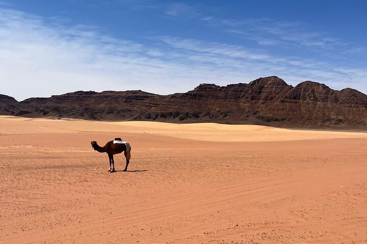 From Amman: Petra and Wadi rum Private/Group Full day Tour