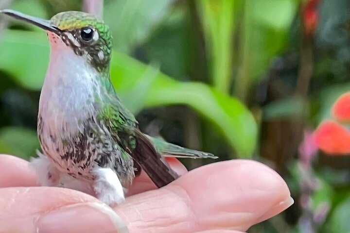 Mindo Cloud Forest: Hummingbirds, Birding & Waterfall Tour