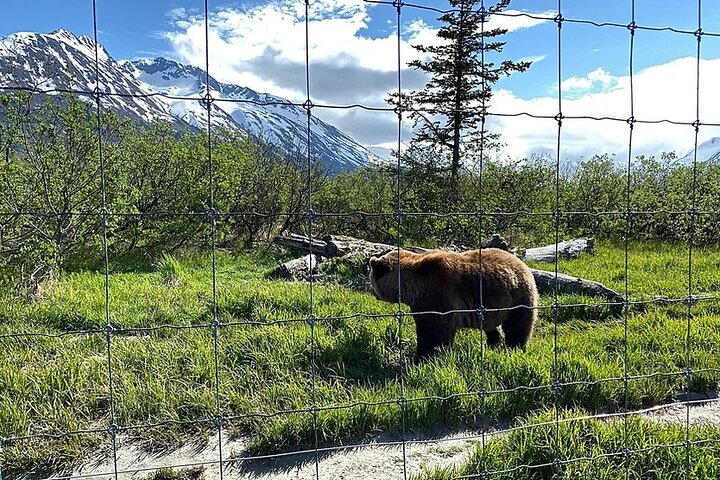 Turnagain Arm, Wildlife Center & Glaciers: Small-Group Tour