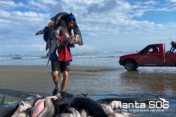 Manta's highlights & Montecristi Hats