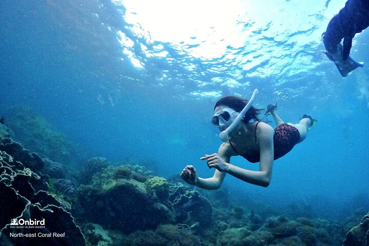 PRO-SNORKELING to Explore Hidden Coral Reefs (MAX 10 PAX)