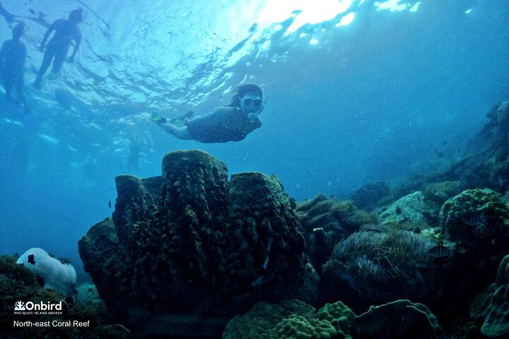 PRO-SNORKELING to Explore Hidden Coral Reefs (MAX 10 PAX)