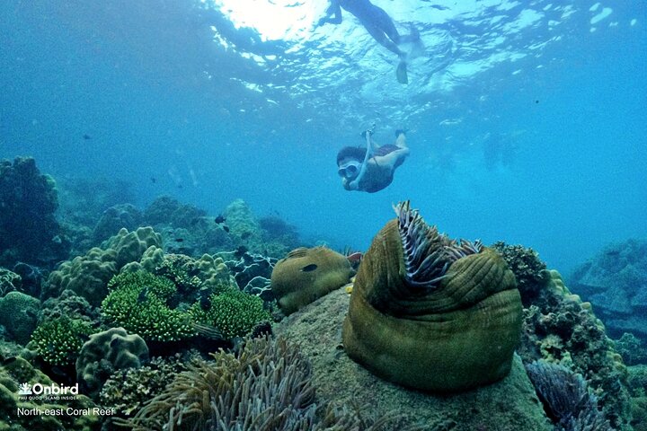 PRO-SNORKELING to Explore Hidden Coral Reefs (MAX 10 PAX)