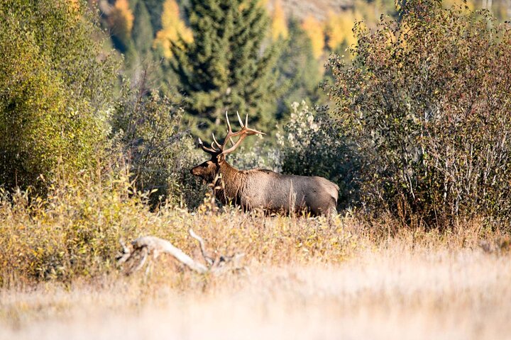 Jackson Hole Summer Aerial Tram Sightseeing