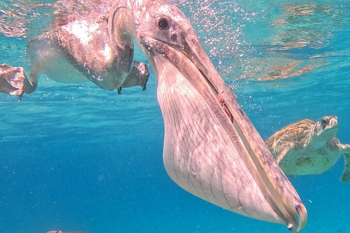 Unforgettable Sea Turtle Swim & Grote Knip Beach Escape