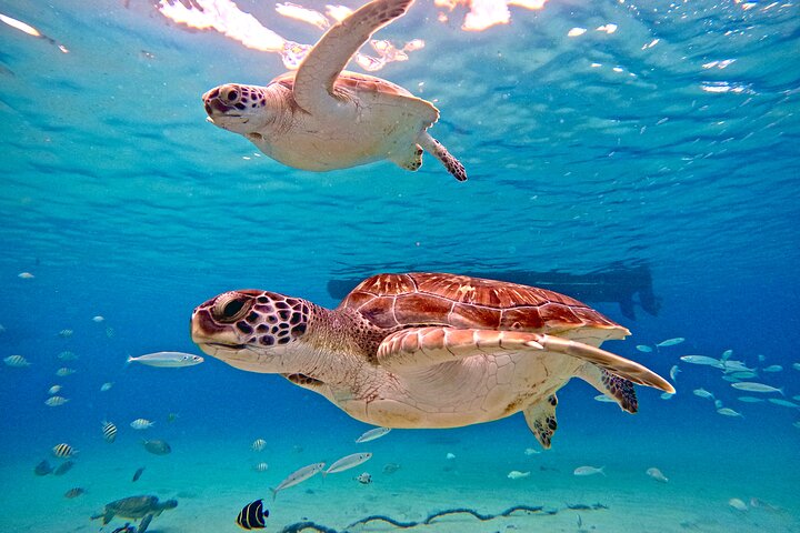 Unforgettable Sea Turtle Swim & Grote Knip Beach Escape