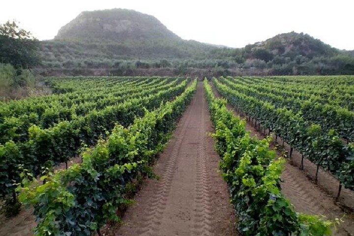 Private Excursion to Ancient Olympia - bee farm & winery